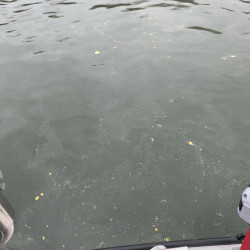 größere Verunreinigung auf dem Rhein